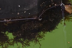 Botryllus schlosseri