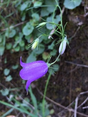 Campanula martinii