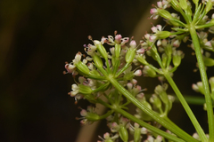 Ligusticum scothicum