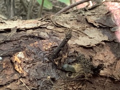 Arion hortensis