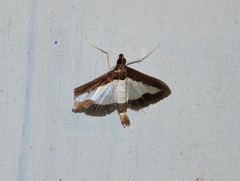 Diaphania indica