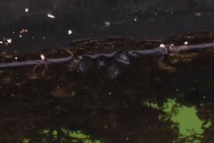 Mytilus californianus