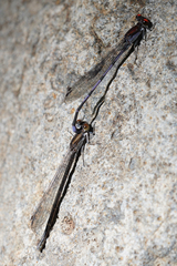 Argia oenea