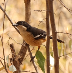 Laniarius ferrugineus