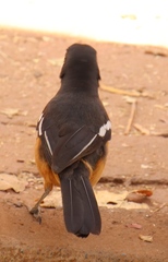 Laniarius ferrugineus