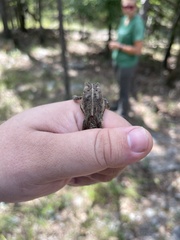 Anaxyrus fowleri