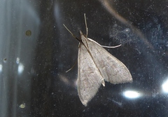 Mecyna asinalis