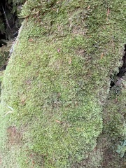 Lepidoziaceae