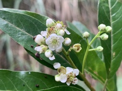 Photinia niitakayamensis