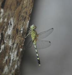 Diplacodes trivialis