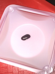 Phaseolus vulgaris