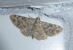 Eupithecia semigraphata