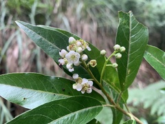 Photinia niitakayamensis