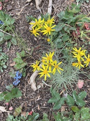 Senecio spartioides