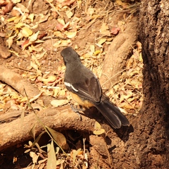 Laniarius ferrugineus