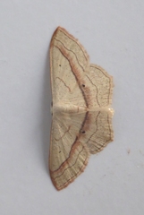 Scopula imitaria