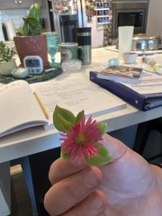 Mesembryanthemum cordifolium