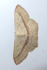 Scopula imitaria