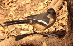 Laniarius ferrugineus