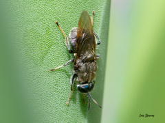 Cyphomyia erecta