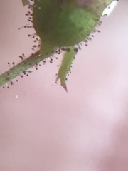 Boykinia occidentalis