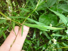 Persicaria minor