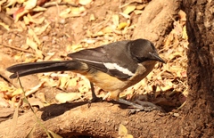 Laniarius ferrugineus