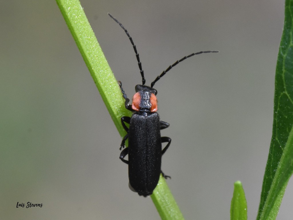 Silinae