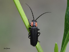 Discodon bipunctatum