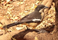 Laniarius ferrugineus