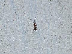 Insecta