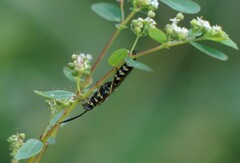 Myzinum quinquecinctum