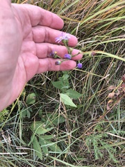 Symphyotrichum oolentangiense