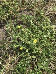 Oxalis dillenii