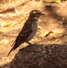 Gymnoris superciliaris