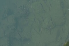Atherinops affinis