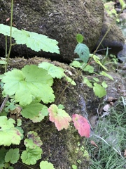 Boykinia occidentalis