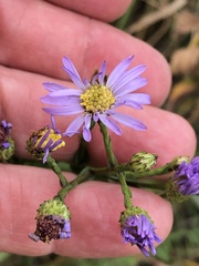 Symphyotrichum oolentangiense