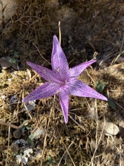 Colchicum variegatum