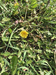 Taraxacum