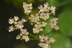Ligusticum scothicum