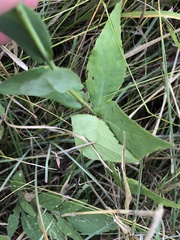 Symphyotrichum oolentangiense