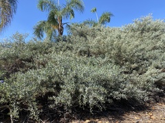 Atriplex lentiformis