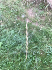 Elymus caninus