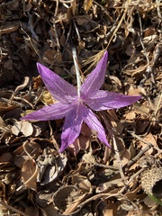 Colchicum variegatum