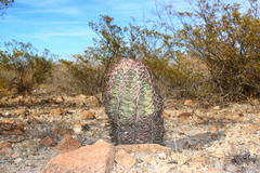 Echinocactus horizonthalonius