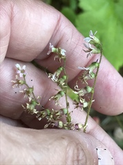 Boykinia occidentalis