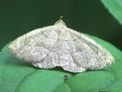 Zanclognatha pedipilalis