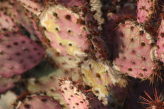 Opuntia macrocentra