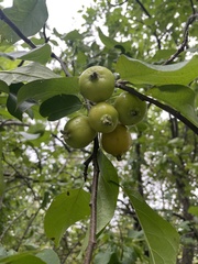 Malus